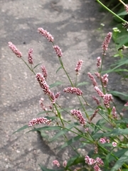 Persicaria maculosa