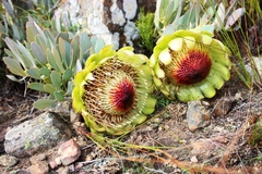 Protea effusa