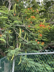 Delonix regia
