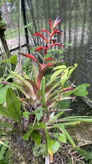 Tillandsia leiboldiana