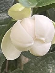 Magnolia coco