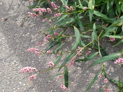 Persicaria maculosa