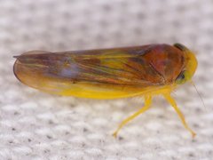 Colladonus setaceus