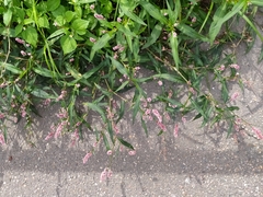 Persicaria maculosa