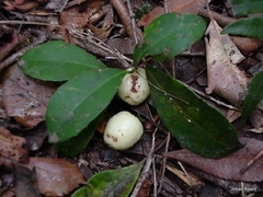 Elaeodendron croceum