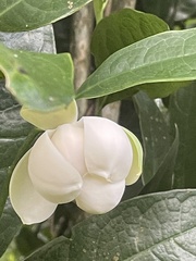 Magnolia coco