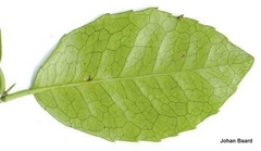 Elaeodendron croceum