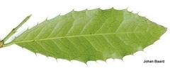 Elaeodendron croceum