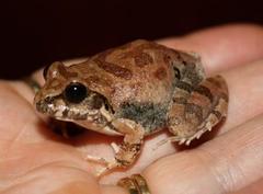 Tomopterna natalensis