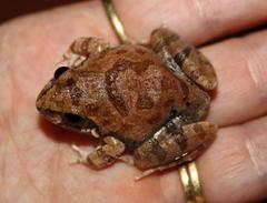 Tomopterna natalensis