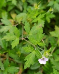 Geranium sibiricum