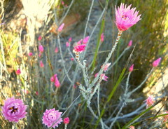 Syncarpha canescens canescens