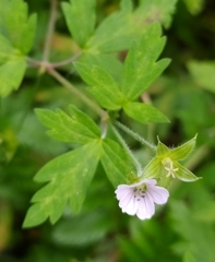 Geranium sibiricum