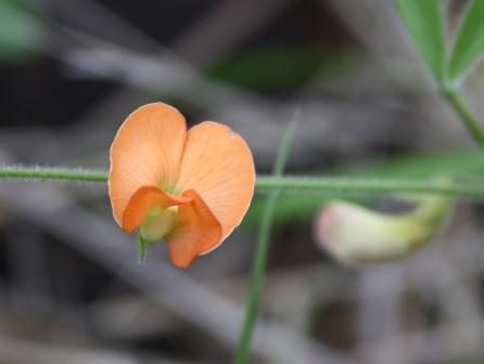 Orange Hoarypea