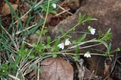 Justicia anagalloides