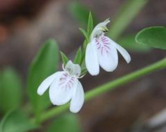 Justicia anagalloides