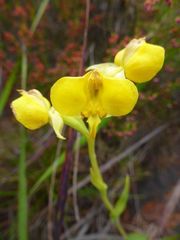 Pterygodium acutifolium