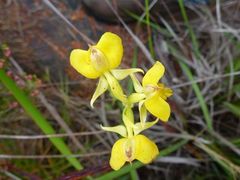 Pterygodium acutifolium