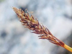 Carex micropoda