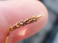 Carex micropoda