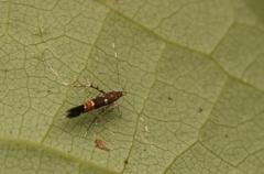 Cosmopterix pulchrimella