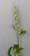 Atriplex