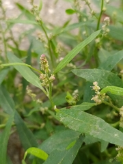 Atriplex