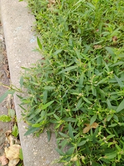 Atriplex