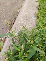 Atriplex