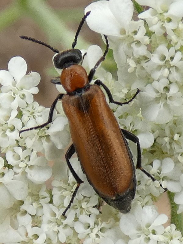 Oenas crassicornis
