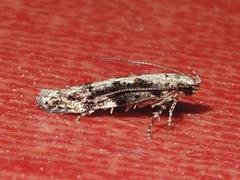 Coleotechnites florae