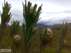 Leucadendron lanigerum laevigatum