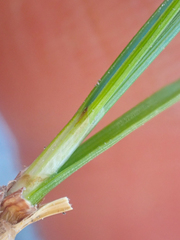 Carex micropoda