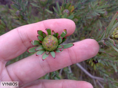 Leucadendron lanigerum laevigatum