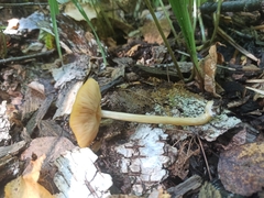 Pluteus variabilicolor