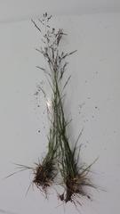Panicum stapfianum