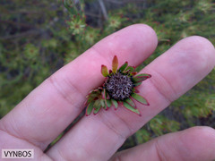 Leucadendron lanigerum laevigatum