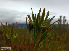 Leucadendron lanigerum laevigatum
