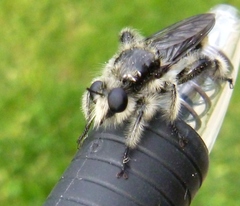 Laphria cinerea