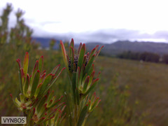 Leucadendron lanigerum laevigatum