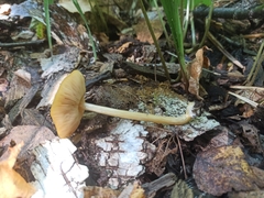 Pluteus variabilicolor
