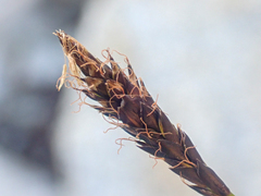 Carex micropoda