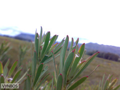Leucadendron lanigerum laevigatum