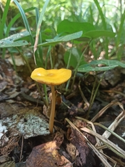Pluteus variabilicolor