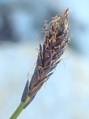 Carex micropoda