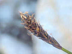 Carex micropoda