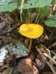 Pluteus variabilicolor