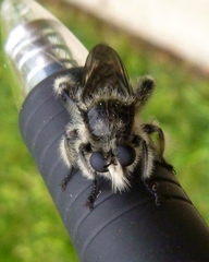 Laphria cinerea