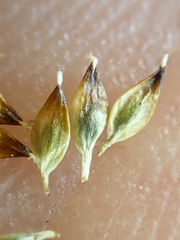 Carex micropoda