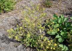 Rorippa curvisiliqua